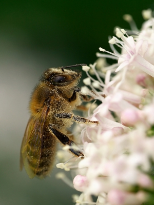 Op mijn favoriete plekje in het Vegtlusterbos genomen. Vanwege de wind kon ik alleen foto's nemen op de beschutte plaatsen (achter wat struikjes). Macrolens 45mm met gebruik van monopod.