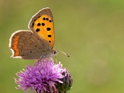 Een van de weinige vlinders die ik zag vliegen in de Struinerwaard. Het was zowieso een dag van weinig insecten. Een volgende keer hopelijk meer geluk.