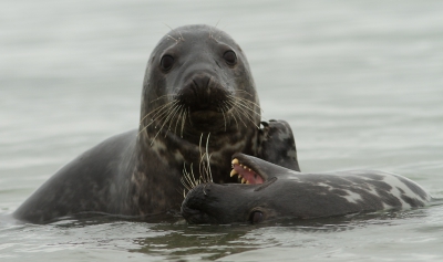 Vorige week vooral voor vogelfotografie naar het eiland Helgoland geweest. Leuke bijkomstigheid was het nog kleinere eilandje Dne waar zeehonden in groepjes op het strand lagen en nieuwsgierig als ze zijn dicht naar je toe komen zwemmen. Nog leuker wordt het dan als dat twee stoeiende zeehonden zijn. Echt even van genoten!