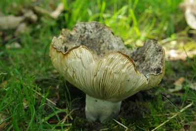 Er stonden 4 exemplaren, allemaal over het hoogtepunt heen en het is troch al een lelijke soort. Hij lijkt op een melkzwam en microscopisch onderzoek was dus nodig