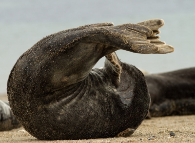 Unieke pose! Een groepje grijze zeehonden lag lui op het strand. Hoewel ik een laag standpunt ingenomen had, was ik toch minder lui. Probeerde alert te blijven tot er een actief werd. Meestal was het een korte rek- en strekoefening om weer snel in de luilekkerstand terug te keren. Ik verklaar dit van mijn serie foto's tot meest bijzondere gaaphouding.