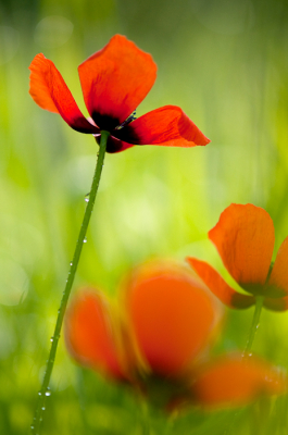 Langs de rand van een korenveld stonden deze klaprozen in de ochtend dauw. Ik heb de bloem in de schaduw gezet dmv een schermpje voor de zon te houden. Vandaar de mooie frisse achtergrond waar de zon op scheen.