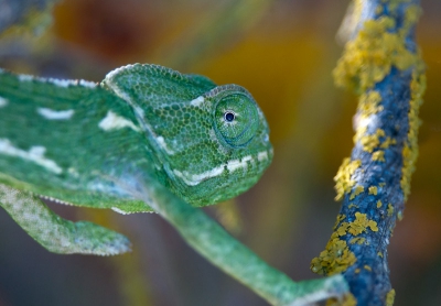 Enige in Europa voorkomende kameleon. Na 1,5 uur gezocht te hebben naar een dier waarvan ik de grote of de kleur niet wist vond ik mijn eerste kameleon, daarna vond ik er 2 binnen 5 minuten. Zaten ze er eerst niet of ...