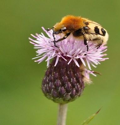 zat mooi op oog hoogte kan er dus heel mooi bij had weinig last van de wind op dat moment