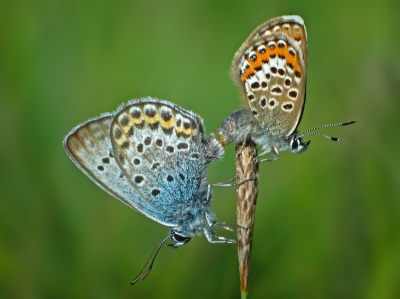Vorige maand op een rustige zonnige morgen met weinig wind,dit parende stel kunnen vastleggen.
Gr, Geert.