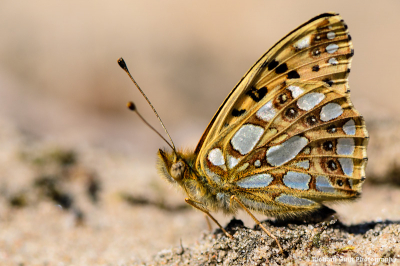 Deze foto is tot stand gekomen tijdens een zonnige dag.

Ik was aan het rond struinen in de duinen toen ik deze vlinder zag.
Ben toen rustig gaan zitten in het gebied waar hij rondvloog en heb gewacht tot deze op een redelijke afstand van mij even ging zitten.

Ben toen al fotograferend dichterbij getijgerd, met uiteindelijke deze als beste resultaat.