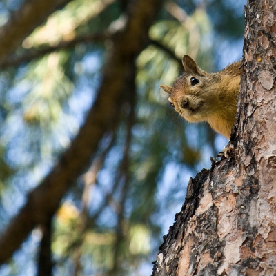 In turkije dit nieuwsgierige eekhoorntje kunnen fotograferen.