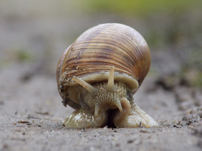 Ik was aan het lopen met m'n camera toen ik deze grote slak op de weg zag zitten.
