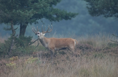 Hetzelfde hert, maar nu op een andere plek. Op mijn "burlen" reageert hij direct! Hij kwam even later zelfs nieuwsgierig met gestrekte nek op me aflopen.... Beleving!!