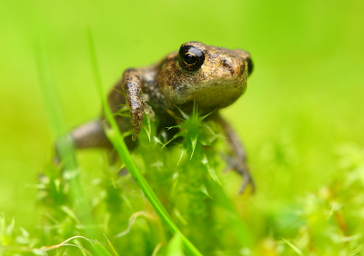 Vandaag samen met een klasgenoot die ook fotografeert op pad geweest. We hebben niet zo heel veel kunnen fotograferen, maar we hebben nog wel een leuke serie van deze net aan land komende Groene Kikker (?) kunnen maken.