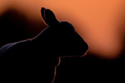 Een schaaplammetje stond zo mooi in het licht van de ondergaande zon. De contouren goed zichtbaar