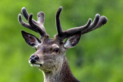 Dit Edelhert met zijn gewei nog in de bast heeft net zo'n 'mooie' zwerm om zijn gewei, als ik om mijn hoofd had, alleen heeft het hert er zo te zien niet zo veel last van!