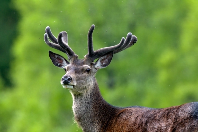 'Op verzoek' nogmaals mijn foto van mijn eerdere geplaatste Edelhert maar dan niet eerst zoals ik hem wilde als portrait maar nu in zijn geheel. Ik ben benieuwd naar (de) reacties.