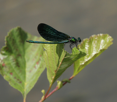 Deze prachtige libelle hield ik altijd voor een weidebeekjuffer maar nu zie ik ook watersnuffel.