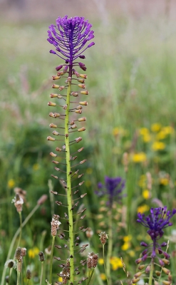 Elk jaar staan ze er weer enkele van deze heel aparte en zeldzame bloemen in een kleine beschermde weide, en niemand let er op, de bezoekers komen alleen de bunkers uit de WO2 bezoeken
Door de bescherming van de bunkers uit WO 2 zijn deze zestal juweeltjes ook beschermd gebleven... als er binnenkort maar niet gemaaid wordt door de "groendienst"...