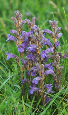 Door het plots verschijnen van een heel veld Duizendblad waarop de Blauwe Bremraap parasiteert navenant dit jaar ook veel Blauwe Bremrapen