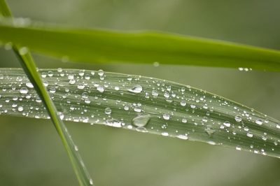 Door de regen bleven de druppels mooi liggen, gaf in mijn ogen wel een leuk effect. Voor het eerst dat is zo'n soort foto maak.