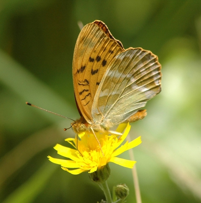 <i class='fa fa-user'></i>&nbsp;Niels godijn&nbsp;| Keizersmantel&nbsp; <i class='fa fa-eye'>&nbsp;222</i> &nbsp;<i class='fa fa-thumbs-up'>&nbsp;1</i> &nbsp; <i class='fa fa-comment-o'>&nbsp;1</i>