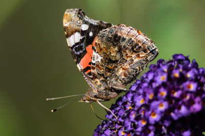 Opname gemaakt tijdens een zonnige dag in de eigen tuin. De vlinder lande op onze vlinderstruik en was daar eventjes zoet mee.