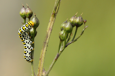 Een rups van de koninginnepage, belofte voor een volgende wandeling?
Soms heb ik geen zin om een hele rugzak met fotospullen mee te nemen.
Deze foto is gemaakt met een telelens op 400 mm.