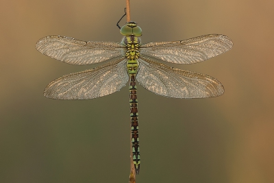 Vandaag voor het eerst de macrolens weer eens gebruikt, gelijk voor mij een nieuwe soort kunnen fotograferen. Was voor het licht was al op de plek en het was toen nog koud en mistig. Deze Glassnijder kwam rustig omhoog om bij de eerste zonnestralen op te warmen en te drogen.

gr Henny

http://www.hsnaturephoto.com