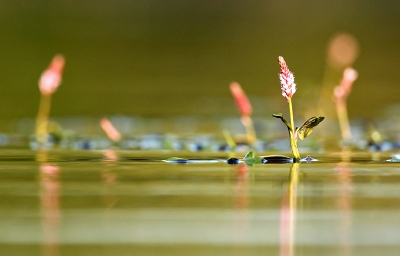 Planten fotograferen met de 500mm is wellicht niet gebruikelijk, maar toen ik in m'n drijvende schuilhut zat om jonge Dodaarzen te fotograferen, kon ik niet weerstaan aan de aanblik van deze prachtige plant. 
De jonge Dodaarzen werkten overigens ook goed mee, ik heb er een verslagje van op m'n blog gezet http://glennvermeersch.blogspot.be/