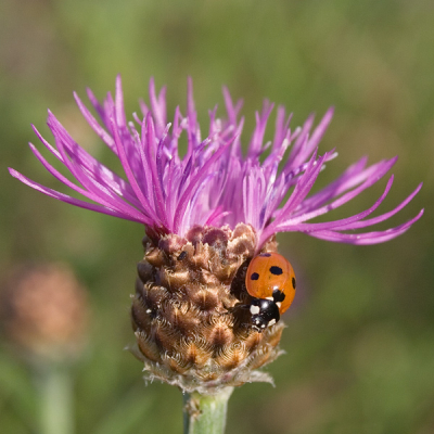 Een zevenstippig lieveheersbeestje op knoopkruid.

Canon 350D; 18-55mm; ISO 200; 1/500; f7.1; -1/3; Uit de hand.