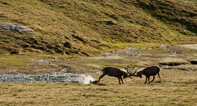 De vorige foto van twee steenbokken was blijkbaar niet scherp genoeg, daarom maar deze. Ik had deze twee vechtende steenbokken een hele tijd staan bekijken, toen ik wegging wierp ik nog een blik op de twee steenbokken voor ze achter een 'col' verdwenen. De houding van de beesten en het licht op het landschap vond ik mooi genoeg voor nog een foto.