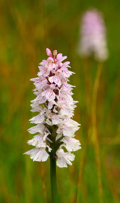 Vandaag een flinke wandeltocht door het bos met mijn vader gemaakt. In Nederland kom je bijna geen orchideen tegen, maar in Zweden staan ze massaal! Daarom hier ook een foto van een Gevlekte Orchis met nog een in de achtergrond