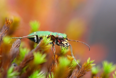 Vandaag macro foto's in de buurt van ons huisje gemaakt. In een naburig moeras kwam ik verschillende leuke plantjes en insecten tegen, waaronder deze Groene Zandloopkever, welke na een paar minuten "africhten" wel wilde meewerken voor een paar leuke foto's.

Allen dank die geholpen hebben met de determinatie!