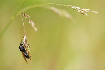 Op de buik in het gras kwam ik dit juweeltje tegen.