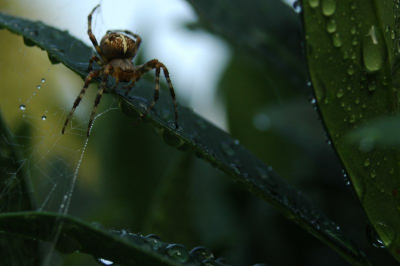 Toen ik 's ochtends de tuin inkeek, zag ik de regendruppels glinsteren op een spinnenweb. Natuurlijk kon ik het niet weerstaan om even met mijn camera de tuin in te gaan om van de gelegenheid gebruik te maken en een aantal spinnen en spinnenwebben te fotograferen.
Deze is gemaakt met de 35-80mm lens. De foto is iets gecropped om de mooie diagonaallijn uit te laten komenen vanwege een blaadje aan de rechterkant dat iets te veel de aandacht trok.