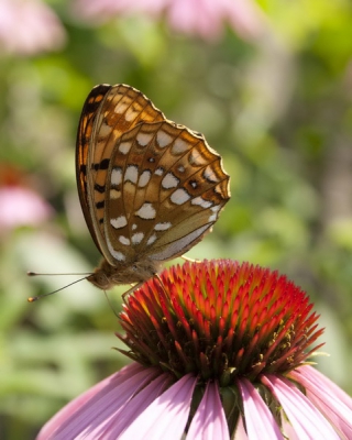 Er zaten heel veel vlinders in de tuin van ons vakantiehuisje, de ideale mogelijkheid om een aantal plaatjes te schieten met dit als resultaat