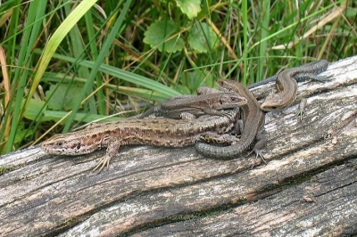 deze levendbarende hagedissen lagen te zonnen langs een voetpad langs de rivier de geul,vandaar dat ik deze dieren in alle rust en zonder ze te verstoren kon fotograferen