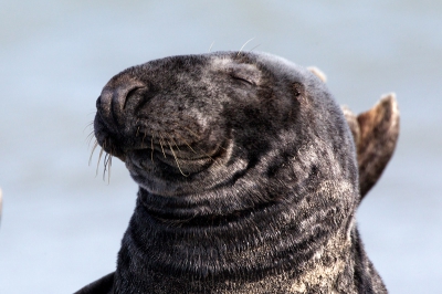 Deze Grijze Zeehond geniet zichtbaar van de zon die scheen deze ochtend. Het 'plezier' dat hij heeft moest ik gewoon wel vastleggen. (Wat kan zo'n strandvakantie toch fijn zijn)