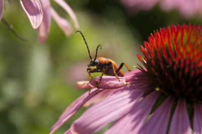 Gehurkt bij een aantal mooie bloemen in de tuin van ons vakantie huisje kwam deze kever ook even om het hoekje kijken met dit plaatje als resultaat