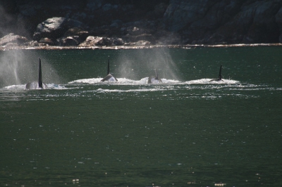 Vanaf een bootje deze 4 orka's prachtig kunnen waarnemen.
Schitterende dieren. Via een hydrfoon de geluiden gehoord.