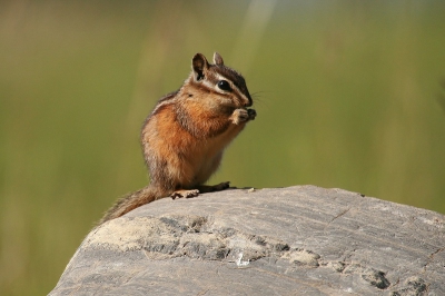 Tijdens het wandelen doken er allerlei chipmunks en squirrels op uit holletjes in de grond. Deze poseerde mooi op een stuk rots.