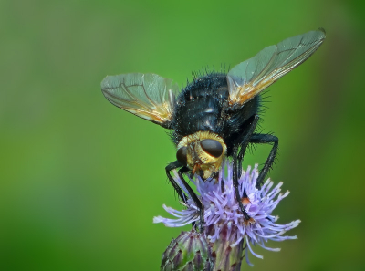 Dit schijnt 1 van de grootste vliegen in ons land te zijn,en ik vind ze best mooi.
Gr,Geert.