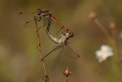 Had maar een paar sconden de tijd voordat ze weer verder vlogen. Twijfel tussen Bruinrode Heidelibel en Zwervende Heidelibel, hou het voorlopig op de laatste.

gr Henny

http://www.hsnaturephoto.com