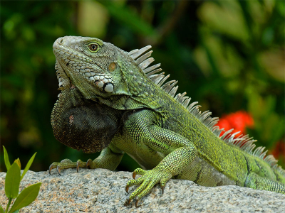Liva from Aruba.
Ze zouden er zitten zeiden ze tegen me, de leguanen. Toch even zoeken hoor. Maar nu je weet waar ze zich op houden is het een fantastische belevenis als je ze ziet scharrelen. Groet van een zonning Aruba.