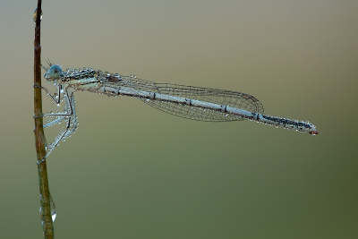 Juffers in de dauw blijft toch mooi om tezien. 

gr Henny

http://www.hsnaturephoto.com