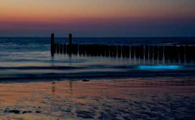 Zeevonk is een fenomeen wat zelden te zien is langs de Nederlandse kust en daarom was ik ook erg blij het te mogen vastleggen. Het is een dinoflagellaat (eencellige) die door middel van bioluminicentie licht produceert. Bij omslaande golven ontstaat dan een blauwe gloed. En op het natte strand als je er over loopt licht ook alles blauw op. De kwaliteit van de foto is verre van gewldig met de veel te hoge ISO en handmatige scherpstelling in het donker, maar het gaat om de sfeer.