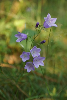 's morgens op een mooie zomerdag
Zonder statief. Een keuze gemaakt uit meerdere foto's voor deze eerste foto die ik op Nederpix plaats.