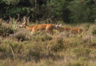 Verleden week naar de veluwe gereisd voor de reeen bronst, maar geen succes. Vandaag naar de hei in Utrecht en kon voor het eerst een drijvende bok en ook nog op redelijke afstand  meemaken. Na 5 minuten liepen ze rustig het bos in en ik heb een topdag gehad.