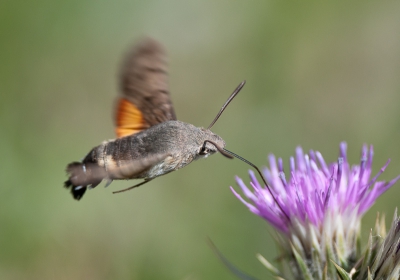 Tijdens een wandeling in de Picos de Europa vlogen er op 1800m nog veel Kolibrievlinders rond. Echter wouden ze niks te maken hebben met mij en m'n camera, uiteindelijk deze foto kunnen maken waar ik redelijk tevreden mee ben.