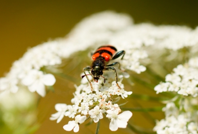 Voor het eerst een beetje aan het oefenen met een macrolens (canon 100mm). Een bloemenperkje voor de camping leende zich er goed voor met libellen en allerlei gekke insecten. Uit navraag bij anderen blijkt dit een bijenwolf te zijn. En ik net tegen mijn zoontje zeggen dat er geen wolven in Italie zijn..;)