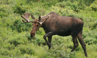 Na 2 weken door Canada te zijn getrokken, hadden we nog steeds geen eland gezien. Een aantal keer met de schemering gaan spotten, maar niks. Tot deze middag. Een mannetjes-eland stond tot in zijn buik in de modder. Na een aantal foto's te hebben genomen,vanaf zo'n 60 meter, kwam hij eruit en kwam onze kant opgesjokt. Plotseling gingen zijn oren naar achteren en zette hij het op een rennen. We wisten niet hoe snel we de auto in moesten. Daarna draaide hij zich om en ging weer verder met eten alsof er niks aan de hand was.