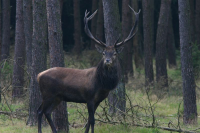 Vandaag een daagje in epe geweest,en kwam daar een mooi hert tegen,misschien iets te dichtbij.
Gr Arian