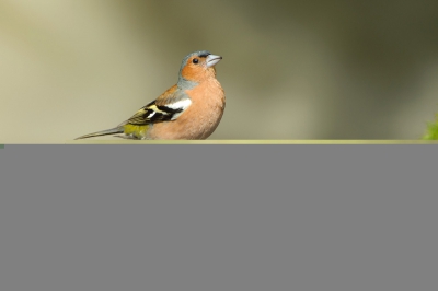 workshop vogelfotografie vanuit schuilhut in Garderen bij Rob Stonebrinknop 7 juli 2012